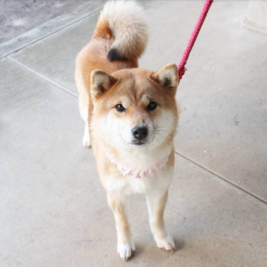 柴犬たま Shibainu Tamaさんのインスタグラム写真 - (柴犬たま Shibainu TamaInstagram)「今日はたま6歳の誕生日🎂✨󾬌 * もう6歳かぁ〜早い早い🙄💦 うちに来てからも6年近く経ってるとか信じられない‼でも今じゃ居ない生活が考えられないくらい大切な存在😳💓これからもよろしくね👌 * Caption trans🇬🇧 Today, April 7th is Tama 's 6th birthday🎂✨󾬌 * #柴犬たま #たママ #たま誕生日 #4月7日 #たま6歳 #誕生日 #birthday #一眼レフ #一眼レフカメラ #笑顔 #さくら #サクラ #桜 #花とたま #あご黒 #泥棒顔 #たれ耳 #カエル足 #首かしげ #柴犬 #shiba #shibainu #shibastagram #犬 #dog #柴犬子犬 #子犬 #shibapuppy #shibainupuppy #puppy」4月7日 10時02分 - tama7653