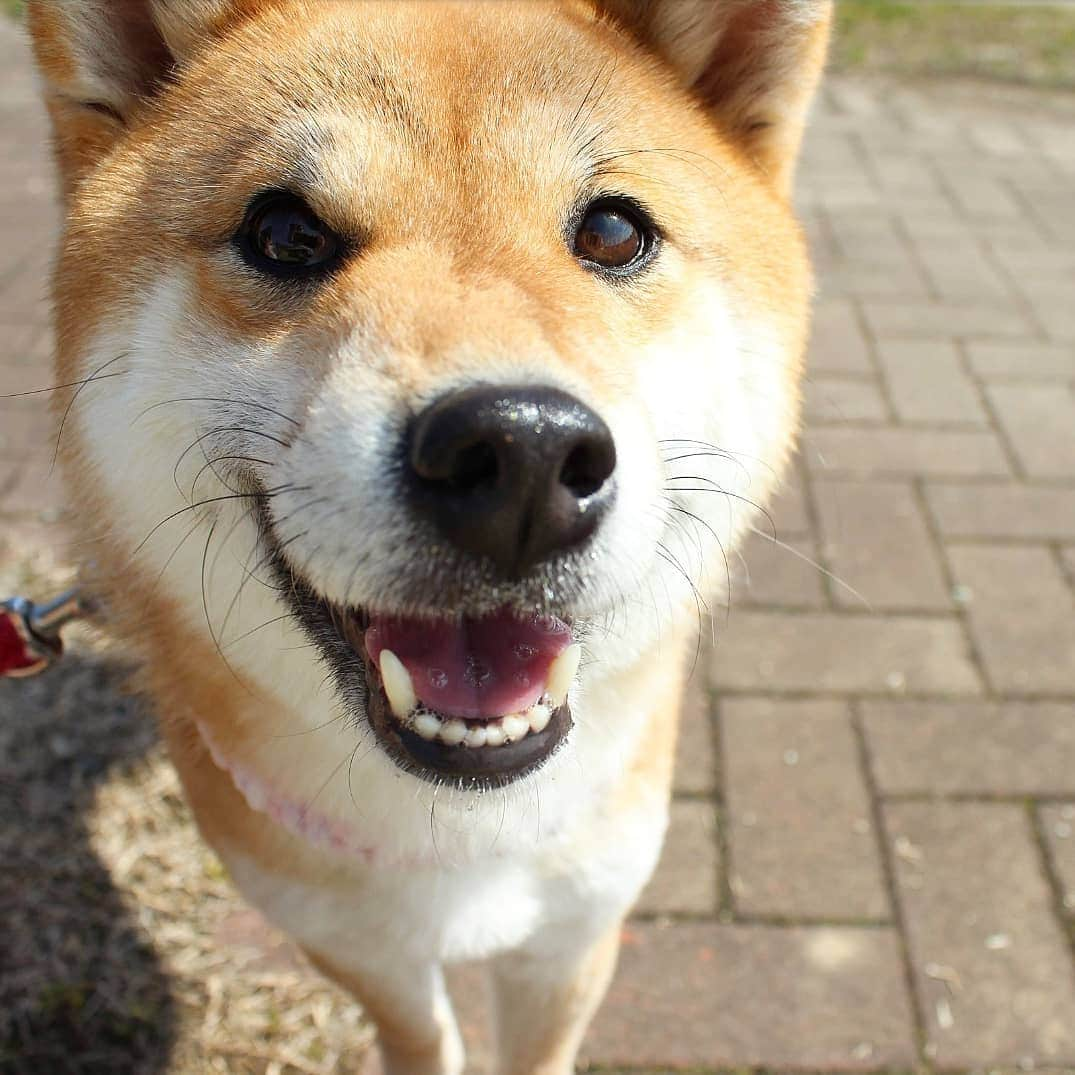 柴犬たま Shibainu Tamaのインスタグラム