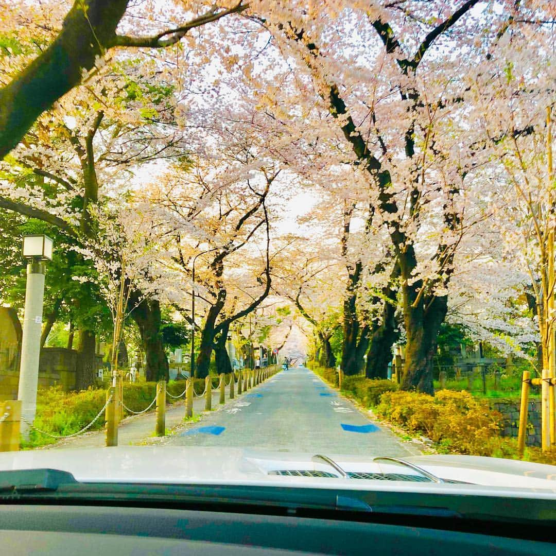 マイケル富岡さんのインスタグラム写真 - (マイケル富岡Instagram)「大好きな場所…美し過ぎる桜のトンネル…♡ #桜 #cherryblossom #love #beautiful #nature #spring #マイケル富岡 #俳優 #タレント #春 #お花見 #モコ #愛犬 #愛犬家 #sunday #mom #mylove #rip」4月7日 10時09分 - michaeltomioka