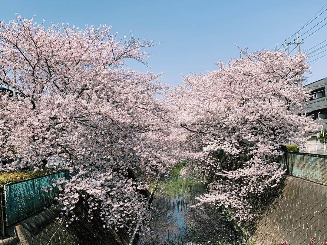 小池真友さんのインスタグラム写真 - (小池真友Instagram)「毎年絶景。🌸🌸」4月7日 10時17分 - koikemayu_
