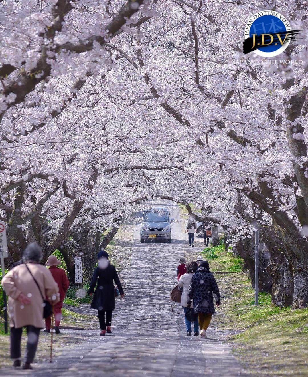 japan_daytime_viewさんのインスタグラム写真 - (japan_daytime_viewInstagram)「⁑ ✨👑 J D V Photo Of The Day 👑✨ ⁑ ✨🎊 C O N G R A T U L A T I O N S 🎊✨ 素敵な作品をシェアして頂き有難う御座います🙏🏻 ⁑ Photographer :  @nk1226 Location :  佐賀県 Photo Selected : @396_zima フィーチャー条件 ① 撮影地（都道府県名）が判別出来る情報の記載 。 ② @Japan_Daytime_View をフォロー。 ③ ハッシュタグに #Japan_Daytime_View を付加。 ⁑ Admin : @masa.105 Mod : @happydays796 Mod : @estrella1868 Mod : @396_zima Mod : @kimako_ Mod : @mikanino_2016 ⁑ 🎌Japan Viewグループ🎌  @japan_daytime_view (日の出〜日没迄の写真) @japan_night_view (日没から日の出迄の写真) ----------------------------------------- #Japan#日本#風景#佐賀#桜#春#sakura」4月7日 10時33分 - japan_daytime_view