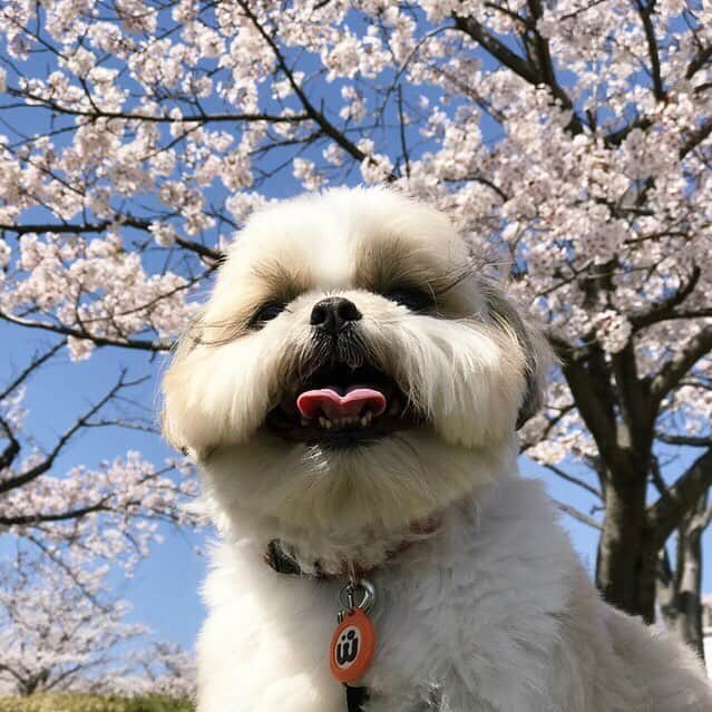 りんくさんのインスタグラム写真 - (りんくInstagram)「あちーでつ☀️🐶🌸」4月7日 10時36分 - link.jpn