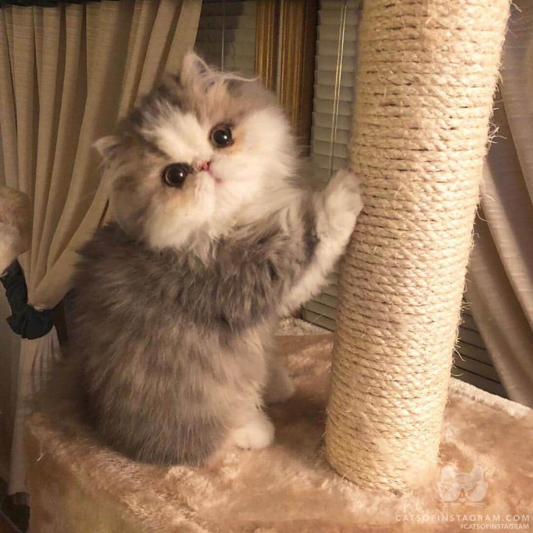 Cats of Instagramさんのインスタグラム写真 - (Cats of InstagramInstagram)「From @Munchkinfamilyy: "April Fools is over! Believe it or not Yuki isn’t a stuffed toy 🧸 🐈" #catsofinstagram」4月7日 10時51分 - cats_of_instagram