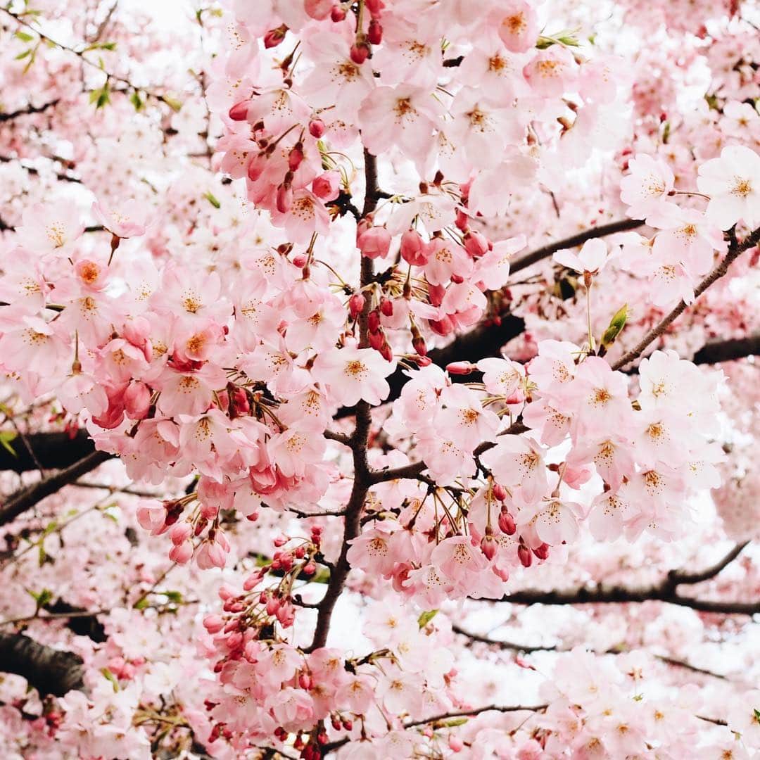 クリスティン・ウェイのインスタグラム：「Beautiful Sakura see you next year 🌸 #花見 #桜 #cherryblossom #beautiful #hanami #tokyo」