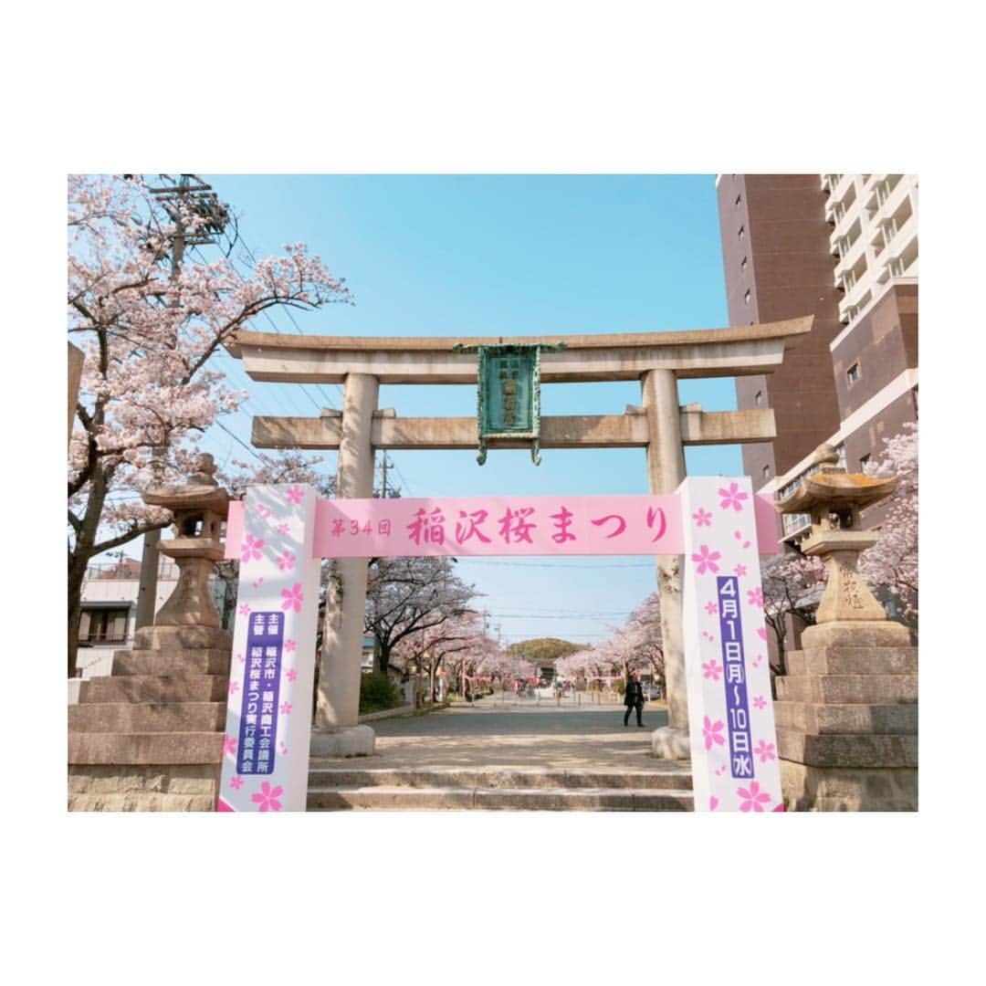 のインスタグラム：「地元⛩🌸✨ #地元 #地元愛 #稲沢市民 #国府宮神社 #稲沢桜まつり #お花見 #桜満開 #桜見頃」