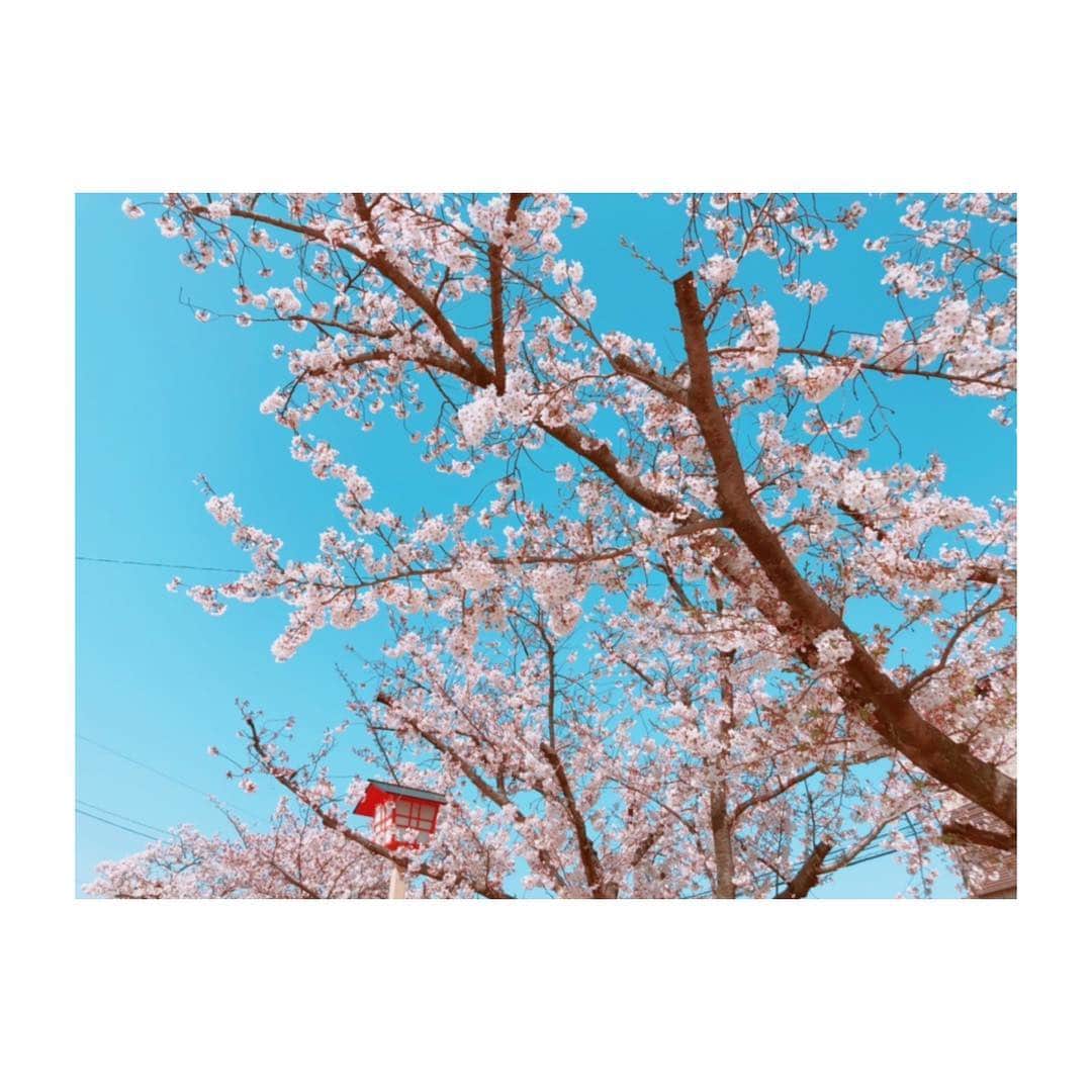 のインスタグラム：「桜満開⛩🌸✨ #地元 #地元愛 #稲沢市民 #国府宮神社 #稲沢桜まつり #お花見 #桜満開 #桜見頃」