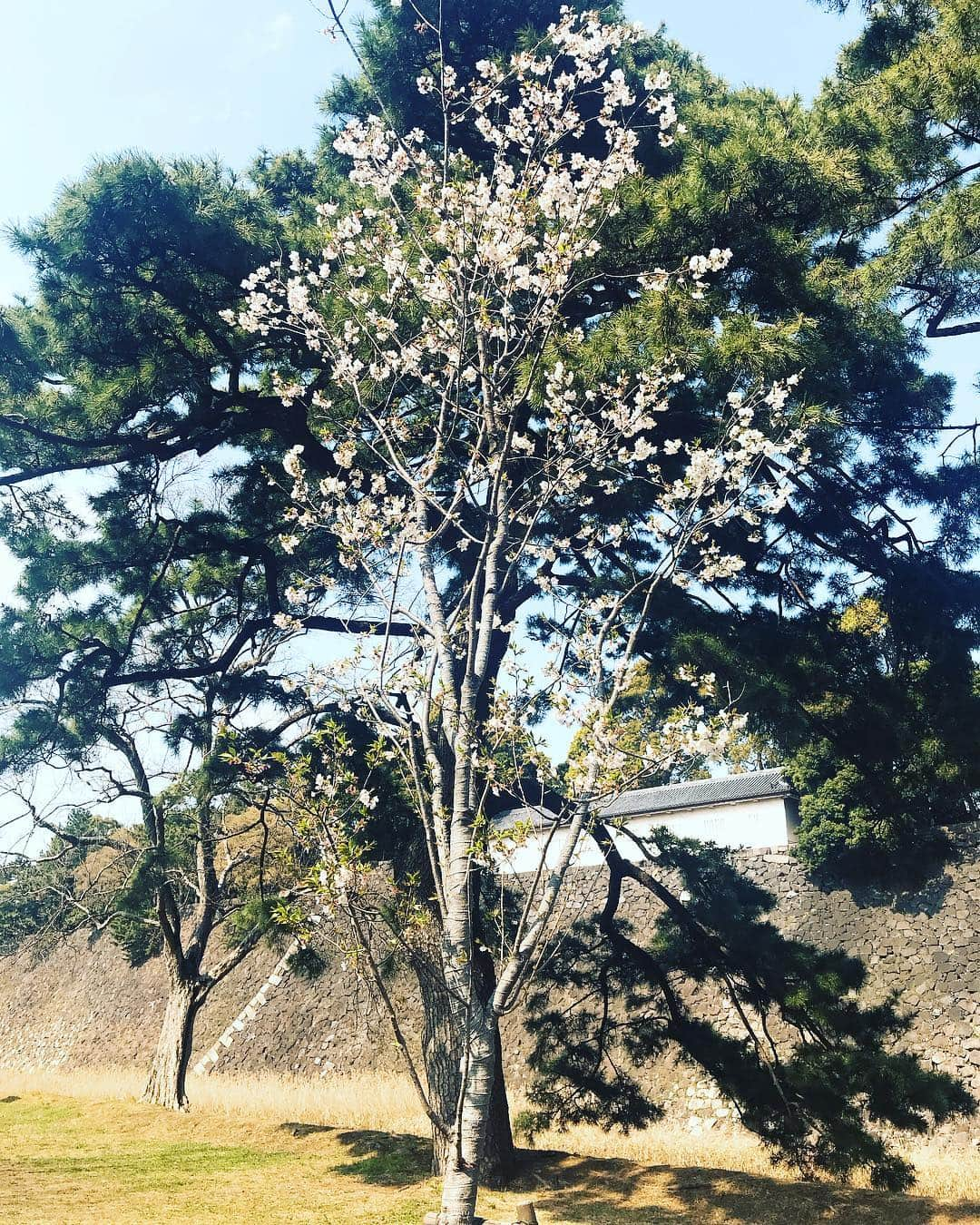 日下裕江さんのインスタグラム写真 - (日下裕江Instagram)「皇居の桜🌸  いつも天皇陛下がこの庭を歩いて散歩されてるのかと思うと、心が和みました💖  不思議とね、 乾通りの桜を見終わった後、 最近まで悪かった体調が 急に良くなったの✨ 凄くない⁈ 天皇陛下のパワーを貰えたのかな？ 有り難い🤲✨ 皇居お花見一般公開見に行って良かった💕  #皇居 #皇居一般公開 #乾通り一般公開 #乾通り一般公開2019春 #乾通りお花見 #皇居お花見 #天皇陛下のパワー」4月7日 10時55分 - hiroe___h