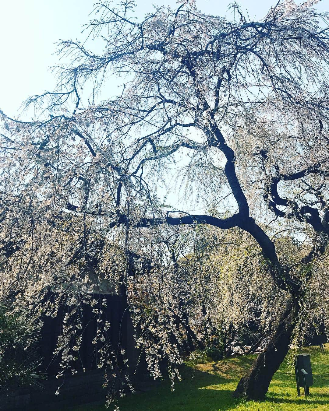 日下裕江さんのインスタグラム写真 - (日下裕江Instagram)「皇居の桜🌸  いつも天皇陛下がこの庭を歩いて散歩されてるのかと思うと、心が和みました💖  不思議とね、 乾通りの桜を見終わった後、 最近まで悪かった体調が 急に良くなったの✨ 凄くない⁈ 天皇陛下のパワーを貰えたのかな？ 有り難い🤲✨ 皇居お花見一般公開見に行って良かった💕  #皇居 #皇居一般公開 #乾通り一般公開 #乾通り一般公開2019春 #乾通りお花見 #皇居お花見 #天皇陛下のパワー」4月7日 10時55分 - hiroe___h