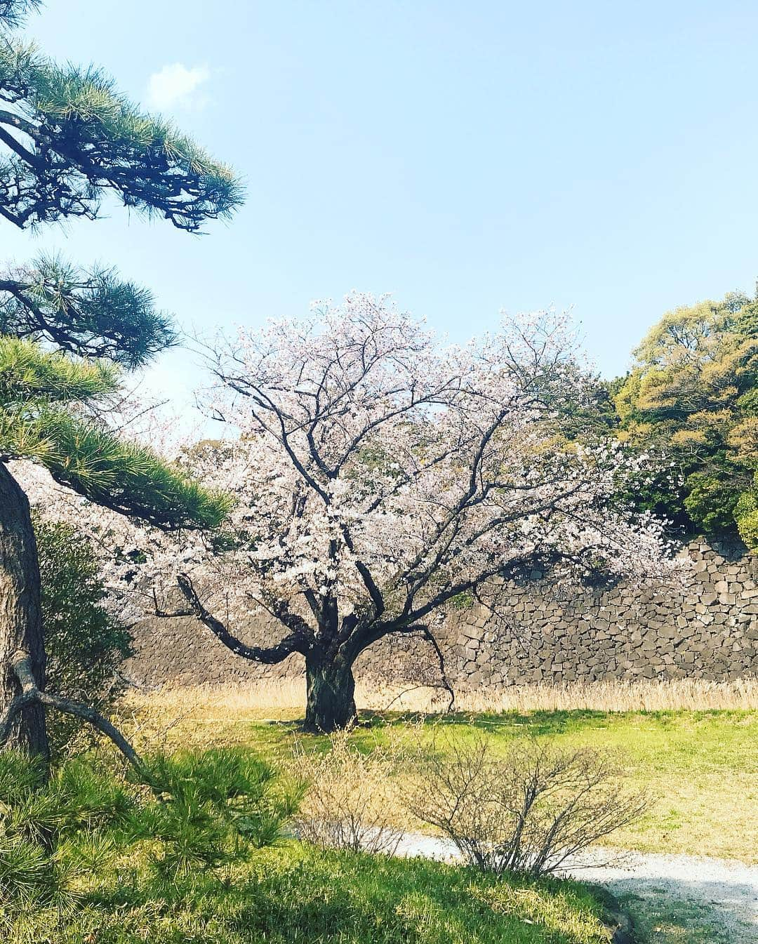 日下裕江さんのインスタグラム写真 - (日下裕江Instagram)「皇居の桜🌸  いつも天皇陛下がこの庭を歩いて散歩されてるのかと思うと、心が和みました💖  不思議とね、 乾通りの桜を見終わった後、 最近まで悪かった体調が 急に良くなったの✨ 凄くない⁈ 天皇陛下のパワーを貰えたのかな？ 有り難い🤲✨ 皇居お花見一般公開見に行って良かった💕  #皇居 #皇居一般公開 #乾通り一般公開 #乾通り一般公開2019春 #乾通りお花見 #皇居お花見 #天皇陛下のパワー」4月7日 10時55分 - hiroe___h