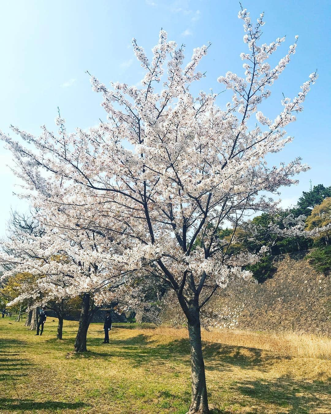 日下裕江さんのインスタグラム写真 - (日下裕江Instagram)「皇居の桜🌸  いつも天皇陛下がこの庭を歩いて散歩されてるのかと思うと、心が和みました💖  不思議とね、 乾通りの桜を見終わった後、 最近まで悪かった体調が 急に良くなったの✨ 凄くない⁈ 天皇陛下のパワーを貰えたのかな？ 有り難い🤲✨ 皇居お花見一般公開見に行って良かった💕  #皇居 #皇居一般公開 #乾通り一般公開 #乾通り一般公開2019春 #乾通りお花見 #皇居お花見 #天皇陛下のパワー」4月7日 10時55分 - hiroe___h