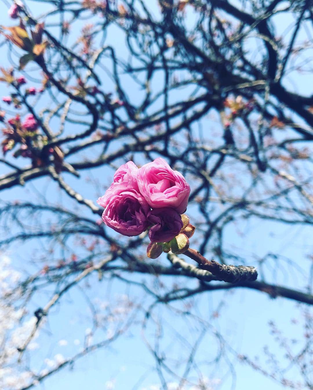 日下裕江さんのインスタグラム写真 - (日下裕江Instagram)「皇居の桜🌸  いつも天皇陛下がこの庭を歩いて散歩されてるのかと思うと、心が和みました💖  不思議とね、 乾通りの桜を見終わった後、 最近まで悪かった体調が 急に良くなったの✨ 凄くない⁈ 天皇陛下のパワーを貰えたのかな？ 有り難い🤲✨ 皇居お花見一般公開見に行って良かった💕  #皇居 #皇居一般公開 #乾通り一般公開 #乾通り一般公開2019春 #乾通りお花見 #皇居お花見 #天皇陛下のパワー」4月7日 10時55分 - hiroe___h