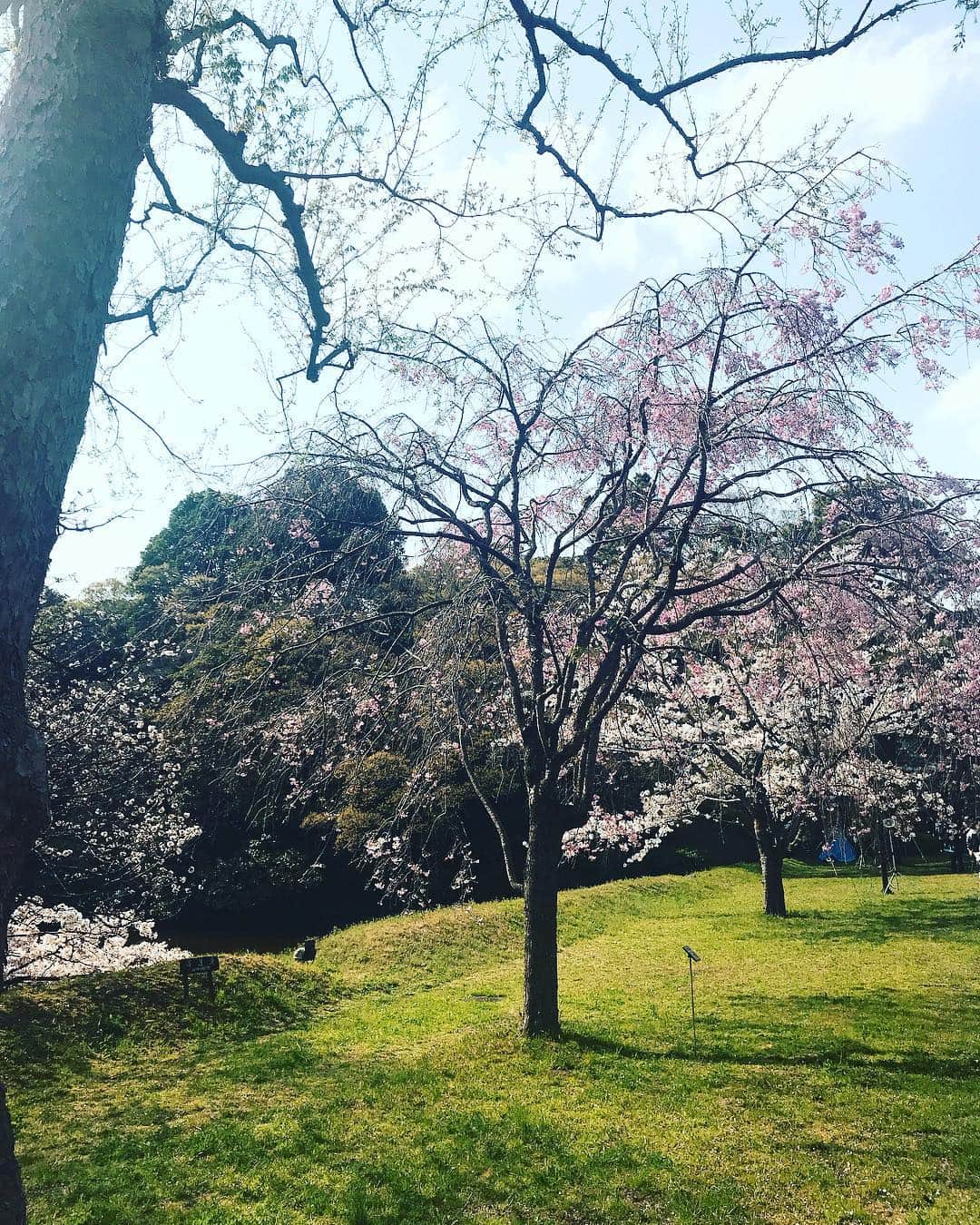 日下裕江さんのインスタグラム写真 - (日下裕江Instagram)「皇居の桜🌸  いつも天皇陛下がこの庭を歩いて散歩されてるのかと思うと、心が和みました💖  不思議とね、 乾通りの桜を見終わった後、 最近まで悪かった体調が 急に良くなったの✨ 凄くない⁈ 天皇陛下のパワーを貰えたのかな？ 有り難い🤲✨ 皇居お花見一般公開見に行って良かった💕  #皇居 #皇居一般公開 #乾通り一般公開 #乾通り一般公開2019春 #乾通りお花見 #皇居お花見 #天皇陛下のパワー」4月7日 10時55分 - hiroe___h