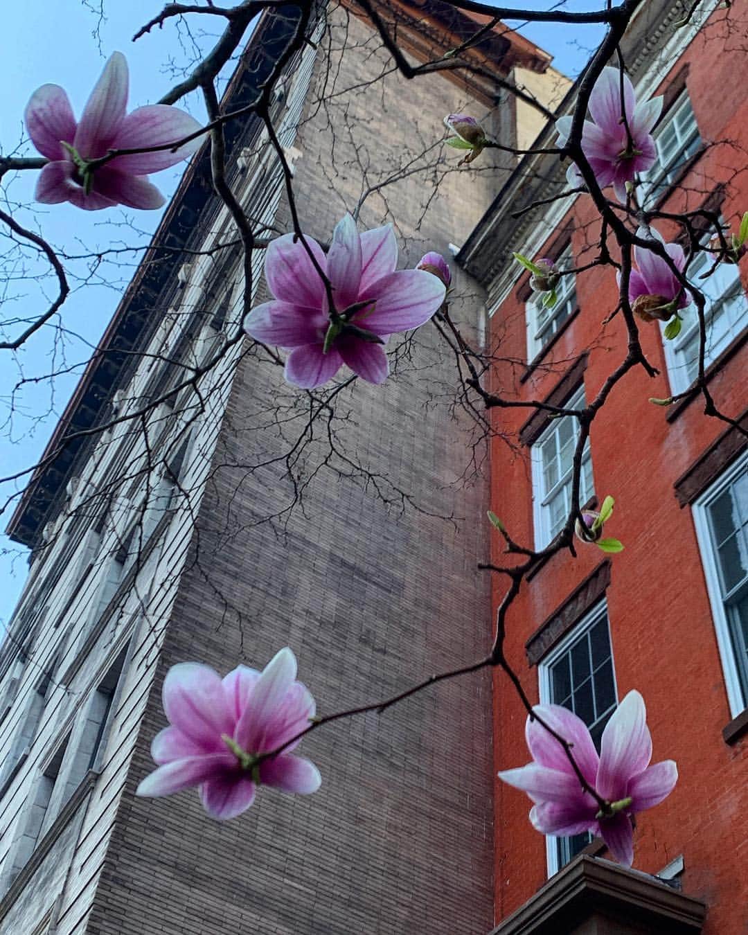 クリスティ・ブリンクリーさんのインスタグラム写真 - (クリスティ・ブリンクリーInstagram)「Magnificent Magnolias Dot The Beautiful Spring Sky! They kind of look like floating Lotus Blossoms right? Happy Spring Everyone!」4月7日 11時03分 - christiebrinkley