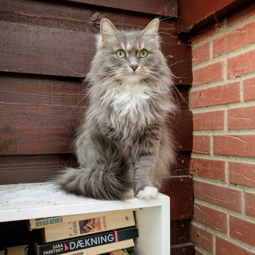 Nila & Miloさんのインスタグラム写真 - (Nila & MiloInstagram)「Yes, I heard you when you said this book case probably wouldn"t be safe to climb on. Why don't you go get a couple of extra screws instead of bothering me on my new vantage point? 😂❤️ #viewfromthetop #notmyproblem #catclimber」4月7日 2時20分 - nilamilo