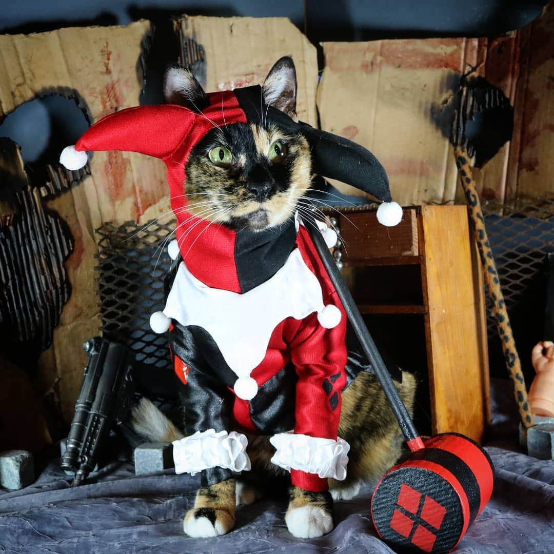 猫コスプレさんのインスタグラム写真 - (猫コスプレInstagram)「Meowedness is like gravity... all it takes is a little push.  #Caturday #HarleyQuinn . . . . . . . . . #harleenquinzel #harleyquinnfan #harleyquinncosplay #dccosplay #dccomics #batmanvillains #CatCosplay #costume #cosplay #catcostume」4月7日 2時25分 - cat_cosplay