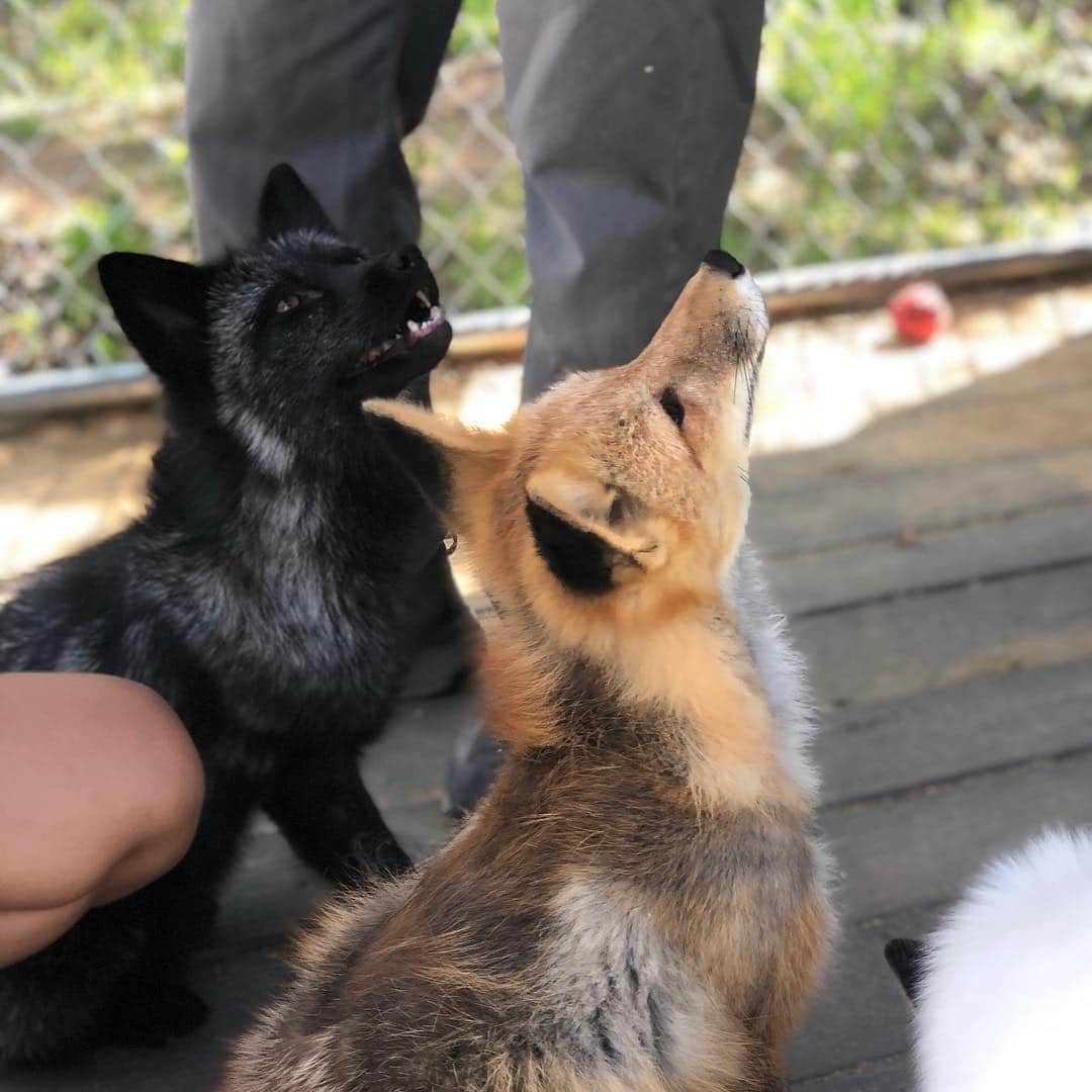 Rylaiさんのインスタグラム写真 - (RylaiInstagram)「What a stunning day at the center!!! #Superbloom is here!!! Walked thru the trails on the property with the boys... so much potential in this gorgeous property!! . Who wants to start building, gardening, grading, clearing, and creating?? #landscapers needed!!! . #santaysabel #socal #sandiego #jabcecc #hikewithafox #foxes #foxesofig #lovefoxes #trails #gardening #zeroscape #butterflygarden #fruit #veggies #ecofriendly #nonprofit #perfection #nature #foxencounters #animalencounters」4月7日 3時06分 - jabcecc
