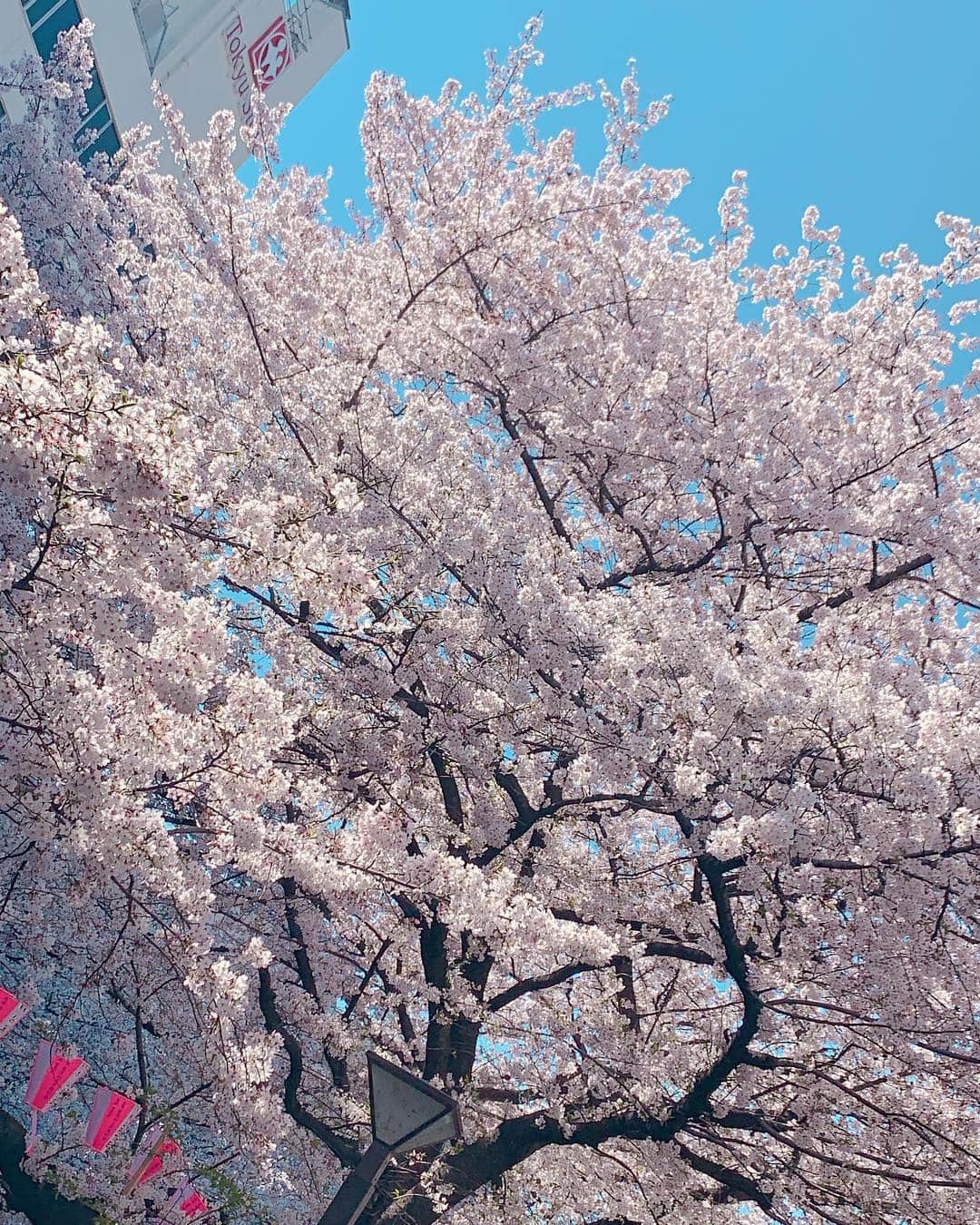 桜咲乃愛さんのインスタグラム写真 - (桜咲乃愛Instagram)「目黒川でお花見💕🌸🍡🌸 イチゴシャンパンに見えるけど中身ラムネ🤣💕✨笑  美味しかった～💖 お花のデニムジャケットは @selectshop_lumignon のだよん🎀💓Sサイズ🍀 かわいすぎ😍♥️ 動画はゆみちゃんが撮ってくれた☺️💓🎀 いつもかわいいかわいい言ってくれてうれしい🥺💕 #お花見#目黒川#目黒川お花見 #デニムジャケット#ジージャン#春服#春#桜#いちごシャンパン#イチゴシャンパン #目黒#中目黒#ルミニョン#セレクトショップ#ファッション通販#通販#リリーブラウン#ヴァレンティノ」4月7日 3時25分 - noasama1101