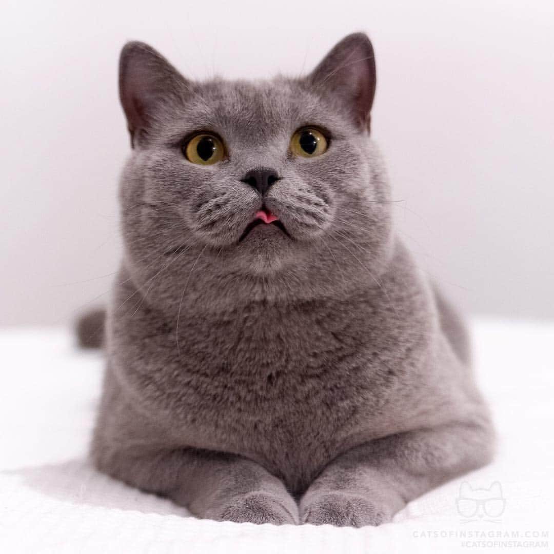 Cats of Instagramさんのインスタグラム写真 - (Cats of InstagramInstagram)「From @Lifeofblueoscar: "When you hear that magic word and can’t hide your excitement anymore👅" #catsofinstagram」4月7日 3時34分 - cats_of_instagram
