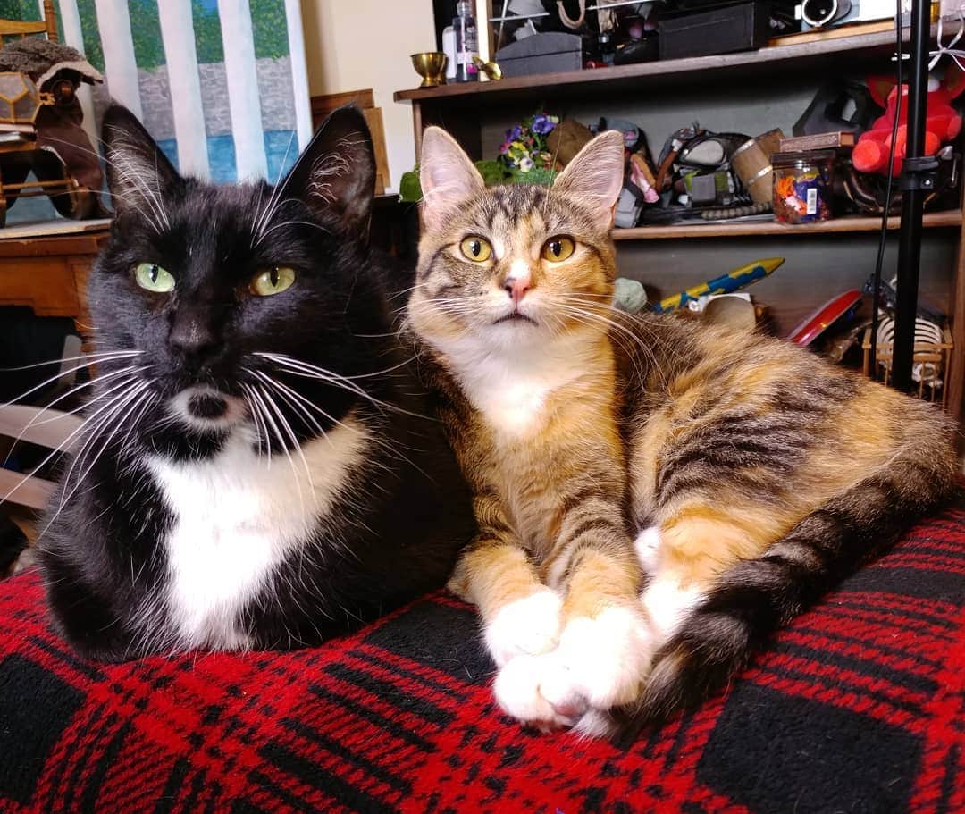 猫コスプレさんのインスタグラム写真 - (猫コスプレInstagram)「These two. Bein cute and helping pattern builds today.  #Caturday #CatCouple #adorablecats」4月7日 3時44分 - cat_cosplay