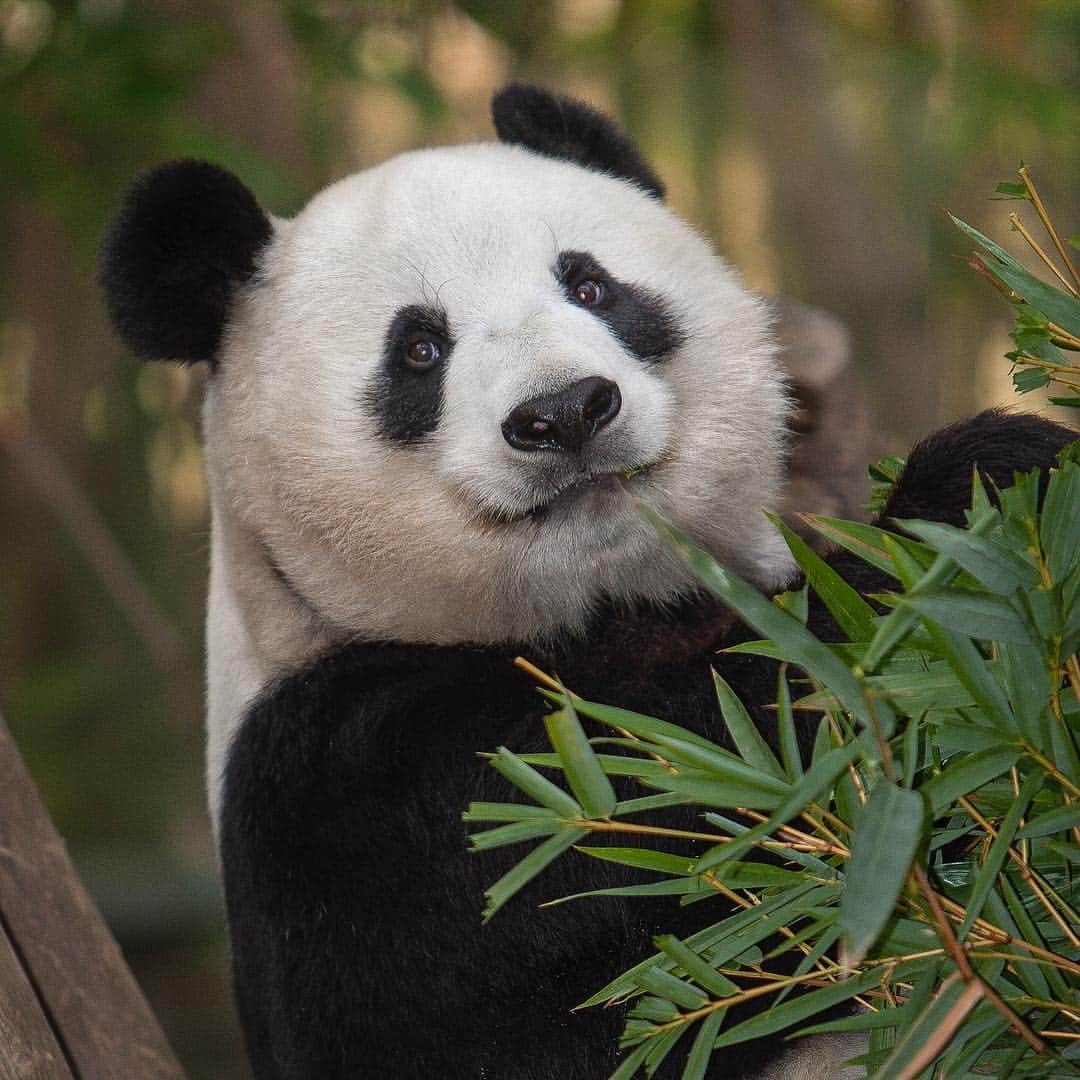 San Diego Zooさんのインスタグラム写真 - (San Diego ZooInstagram)「Our Panda Celebration has begun! Come see Bai Yun and Mr. Wu now through April 27 and share your memories online with #Pandas4Ever. Guests visiting the Zoo can also write their well wishes for our beloved bears or purchase a symbolic bell to hang on our Giant Panda Friendship Wall as a ceremonial token of both celebration and farewell. 🐼🐼 #sandiegozoo #giantpandalove #pandapandapanda (📷1: Xiao Liwu, 📷2: Bai Yun)」4月7日 3時59分 - sandiegozoo