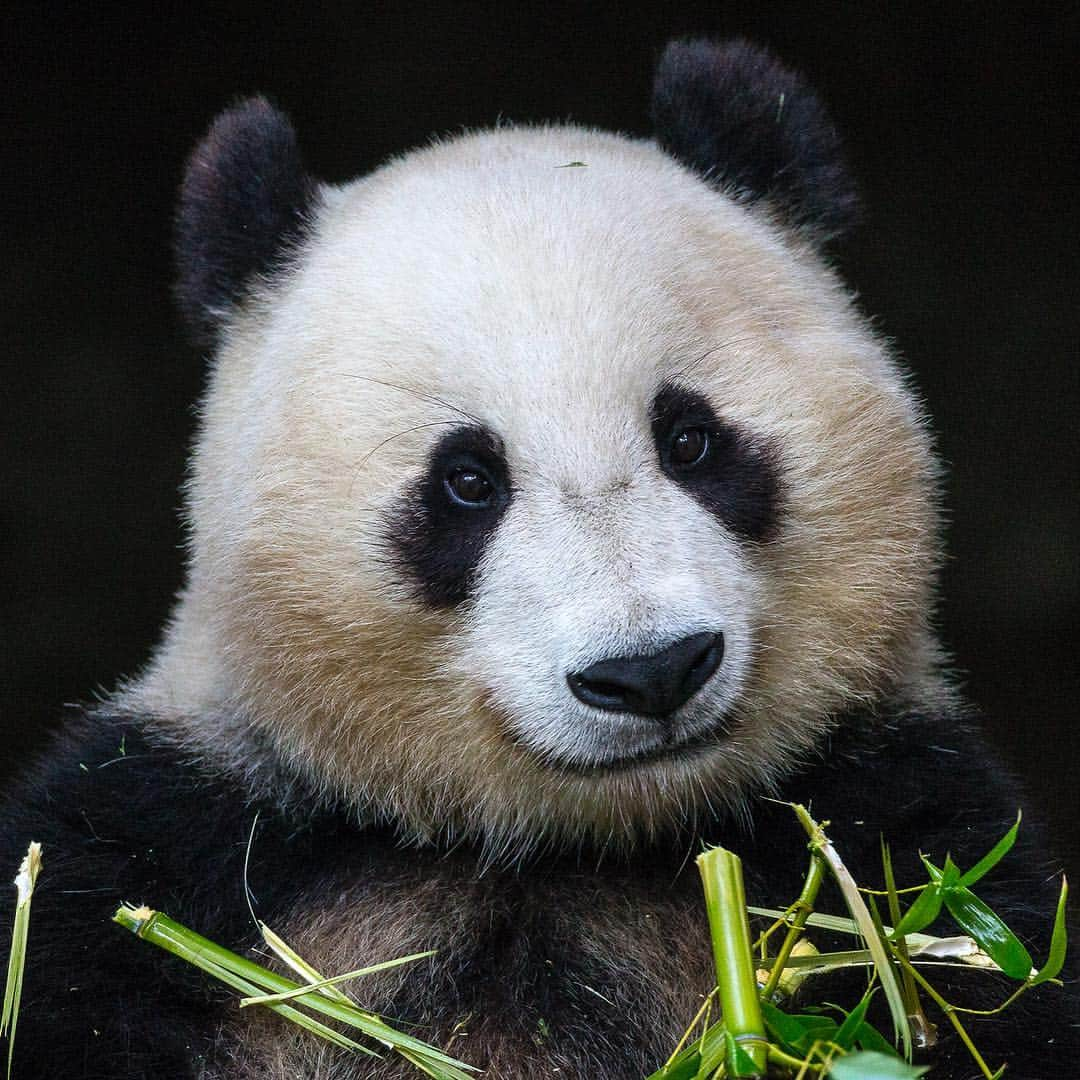 San Diego Zooさんのインスタグラム写真 - (San Diego ZooInstagram)「Our Panda Celebration has begun! Come see Bai Yun and Mr. Wu now through April 27 and share your memories online with #Pandas4Ever. Guests visiting the Zoo can also write their well wishes for our beloved bears or purchase a symbolic bell to hang on our Giant Panda Friendship Wall as a ceremonial token of both celebration and farewell. 🐼🐼 #sandiegozoo #giantpandalove #pandapandapanda (📷1: Xiao Liwu, 📷2: Bai Yun)」4月7日 3時59分 - sandiegozoo