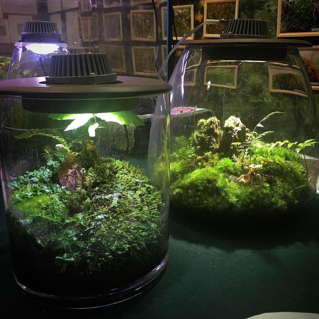 Mosslight-LEDさんのインスタグラム写真 - (Mosslight-LEDInstagram)「高槻市自然博物館 6月16日まで コケって不思議展 #mosslight#モスライト#苔#コケ#mossy#mossa#moss#terrarium #テラリウム#indoorgreen#plants#コケテラリウム#mossterrarium#mossarium#照明器具#lightingfixture#コケあかり#LED照明付テラリウム#パルダリウム#paludarium#インドアグリーン#照明デザイン#mosslightled#あくあぴあ芥川」4月7日 4時52分 - mosslight1955