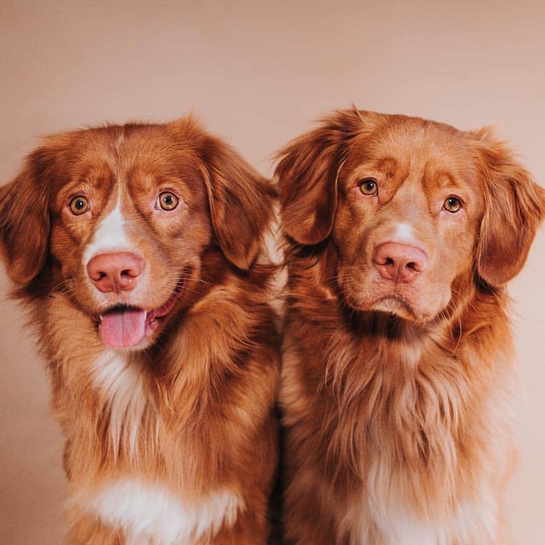 のインスタグラム：「“Two peas in a pod. Brothers Eddie and Simba.” writes @eddietheretriever  #dogsofinstagram」