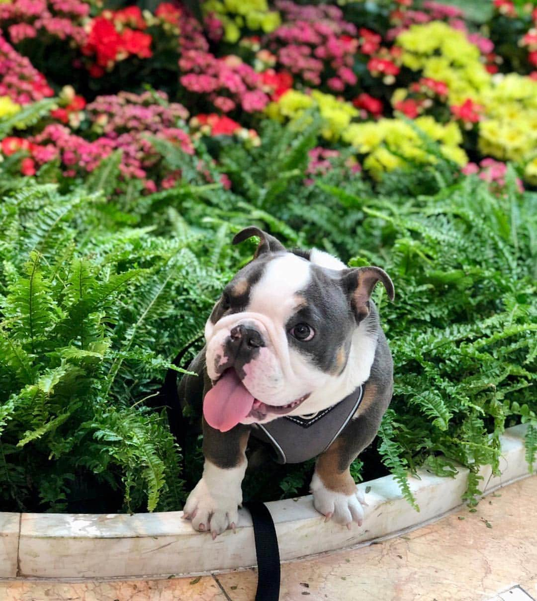 Bodhi & Butters & Bubbahさんのインスタグラム写真 - (Bodhi & Butters & BubbahInstagram)「Who couldn’t love this face?! @minibulldogsrus @beautifulbulldogs . . . . #bulldog #bestoftheday #cute #vegas #smile #puppy #love」4月7日 4時58分 - keonistuff