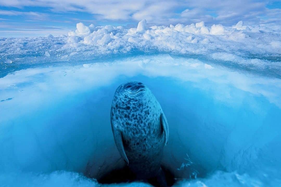 ナショナルジオグラフィックさんのインスタグラム写真 - (ナショナルジオグラフィックInstagram)「Photo by @paulnicklen | A ringed seal approaches the surface of one of the many holes it created in the sea ice. Ringed seals can remain underwater for up to 45 minutes, but when there is no access to open water, they use these holes, which are maintained year-round, to come up for air. However, they must be cautious, as polar bears will often sit patiently above the holes, awaiting the arrival of a vulnerable ringed seal. #FollowMe at @PaulNicklen for more photos from our planet’s polar regions. #Arctic #seal #seaice #wildlife」4月7日 5時05分 - natgeo