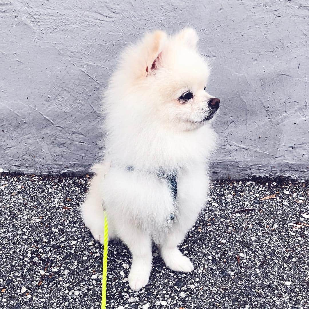 Buddy Boo Blueさんのインスタグラム写真 - (Buddy Boo BlueInstagram)「Look who’s feeling pretty good about himself after his first grooming! 🧖‍♀️💇‍♀️💅. His far off look says, “Hey, remember when I reeked of pee, and human now has to burn the sweater she wore when she picked me up from the airport? Those were the good ol’ days.”」4月7日 5時21分 - buddyboowaggytails