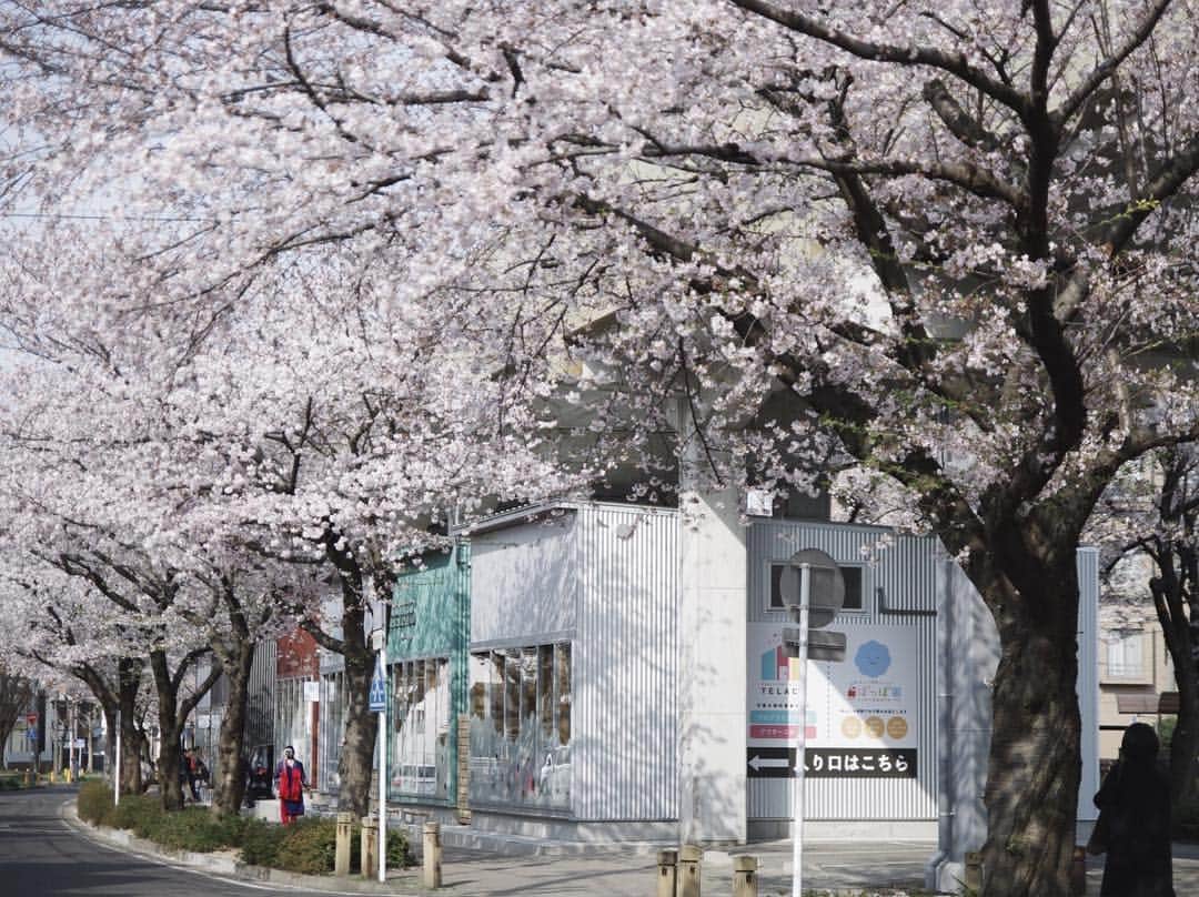 EIGHT DESIGNさんのインスタグラム写真 - (EIGHT DESIGNInstagram)「名鉄瀬戸線尼ヶ坂駅高架下 SAKUMACHI商店街。 桜が満開になりました！ 道ゆく方もおもわず足を止めて撮影してしまうほど、圧巻の光景です。 ジョギングの方、ワンちゃんの散歩の方、そしてモーニング目当てに並ぶご近所の方。 朝8:00に行ったのですが、たくさんの方で賑わっていました。 よかったなぁ、としみじみ。 https://eightdesign.jp/shop/designnow/sakumachi/ ーーー #SAKUMACHI商店街 #ohagi3 #つばめパンandmilk #つばめパン #名鉄瀬戸線 #高架下 #高架下カフェ  #尼ヶ坂 #尼ヶ坂カフェ #店舗デザイン #カフェ #名古屋カフェ  #eightdesign #エイトデザイン ##interior #lifestyle #家具 #インテリア  #ライフスタイル #renovation #リノベーション #鶴舞 #名古屋」4月7日 11時20分 - eightdesign