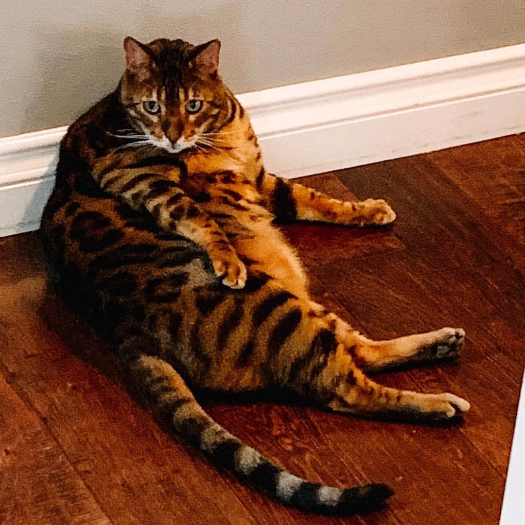 ヘザー・マクドナルドのインスタグラム：「Someone needs to work on their summer body. #simba #nocatshaming #justbeinghonest」