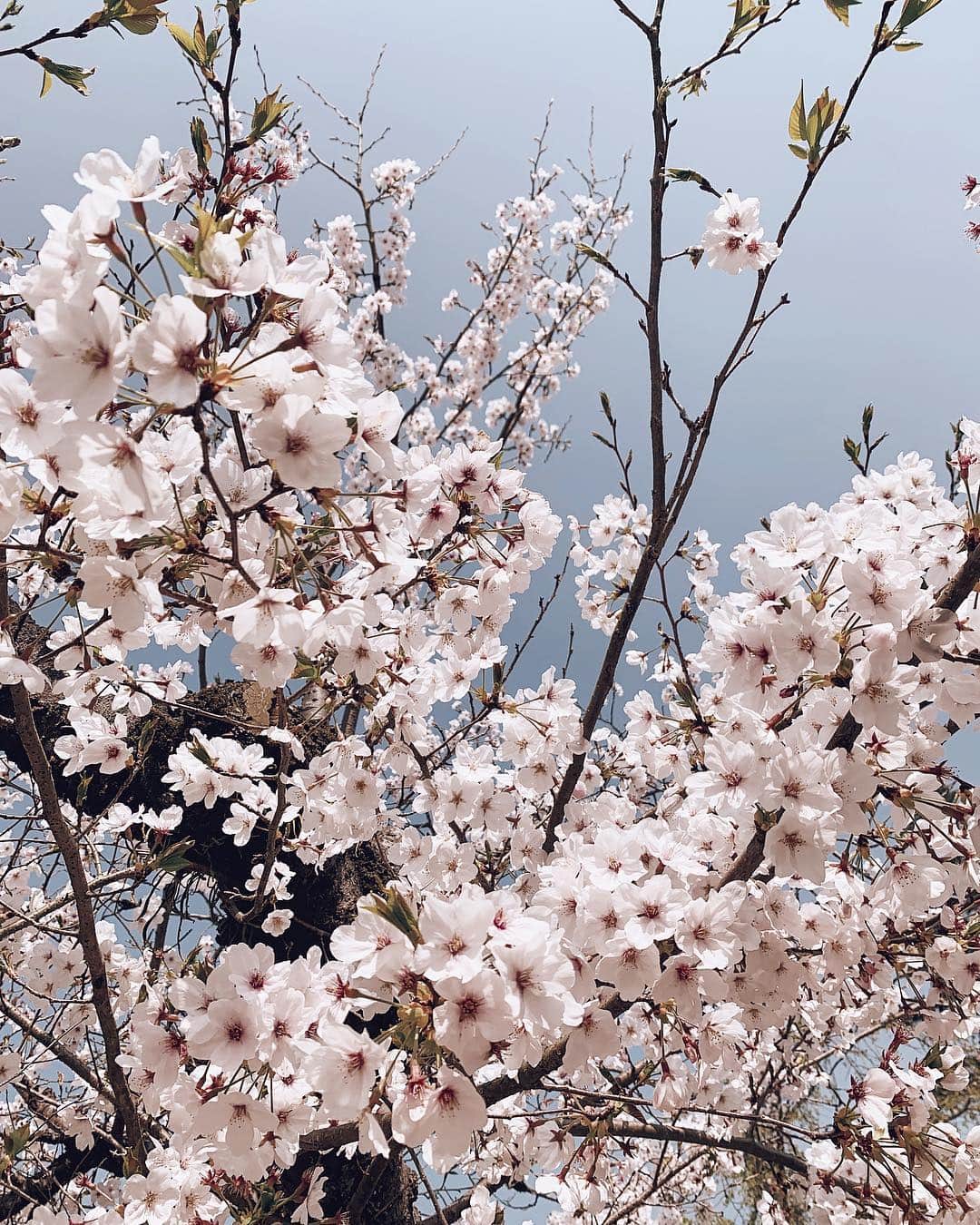 のインスタグラム：「人生で一番桜が好きな年かもしれない。  #桜 #岩国 #山口県」