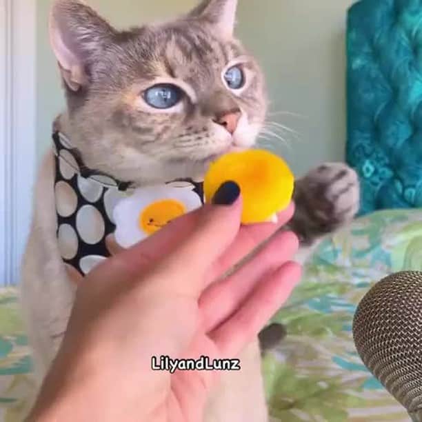 のインスタグラム：「Everything @lilyandlunz  eat looks and sounds so dam delicious! 🔊⠀ ⠀ #meowed #lilyandlunz #ASMR #kittyASMR #Tabby #Siamese #LunchWithLily #soundon #volumeup #🔊」