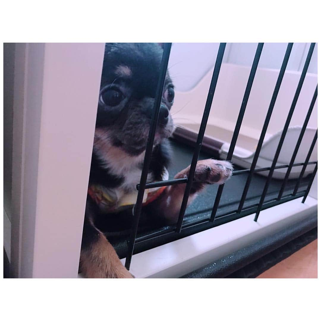 有明ゆなさんのインスタグラム写真 - (有明ゆなInstagram)「おはよう☀ . . . . #愛犬 #チワワ #チワワちゃん #チワワ部 #チワワラブ #チワワ画像 #チワワバカ #チワワ大好き #チワワ多頭飼い #チワワ写真 #ちわわ #ちわわ大好き #ちわわ多頭飼い #ちわわせ #ちわわ部 #ちわわ画像 #dog #dogsofinstagram #dogstagram #instadog #goodmorning #おはよう #おはようございます #ぶちゃかわ #ぶちゃいく #ぶちゃ」4月7日 6時15分 - ariake_yuna