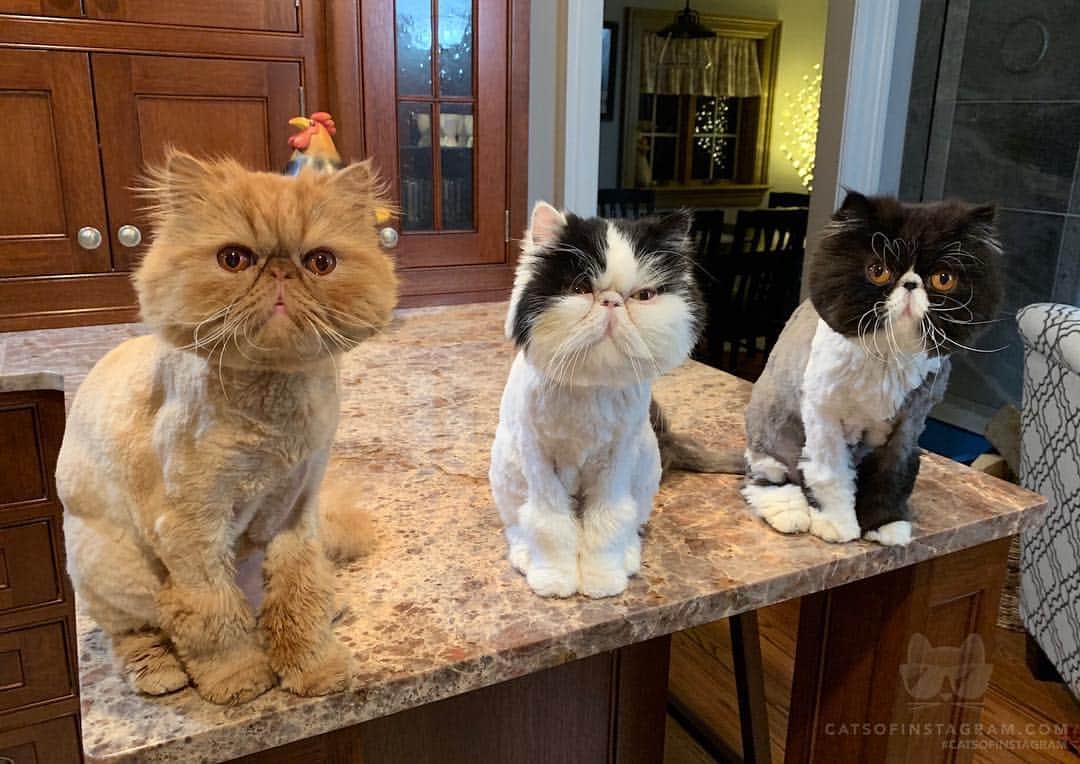 Cats of Instagramさんのインスタグラム写真 - (Cats of InstagramInstagram)「From @walterbishopthecat: "Squad Goals" #catsofinstagram」4月7日 6時36分 - cats_of_instagram