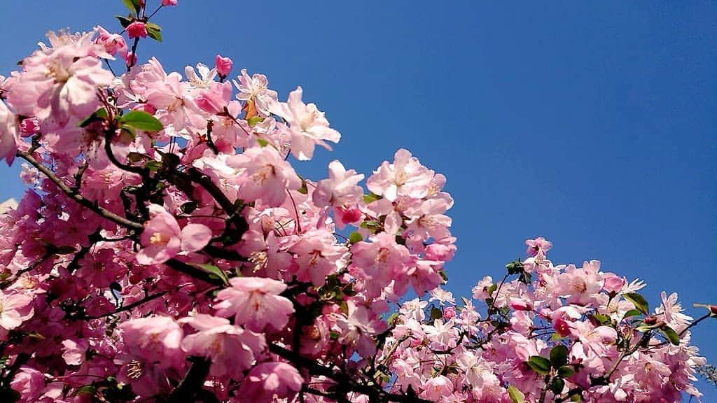 桜花さんのインスタグラム写真 - (桜花Instagram)「おはようございマウンテン🗻☀️ ナイスな１日にいたしましょ✨  今日は野球の大会です！勝つぞ〜！☺️ #おはようございマウンテン #おはよう  #桜 #ピンク  #ハピピーン #野球  #大会  #baseball #cherrybrossam」4月7日 6時30分 - mountainohka