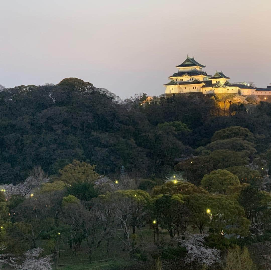 世耕弘成のインスタグラム：「薄暮の和歌山城。提灯の灯りが見えます。お花見の宴が盛り上がっていそうですね。」