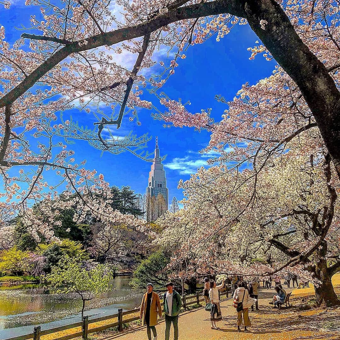君島良夫のインスタグラム：「Hello SPRING 🌸👌🏻」