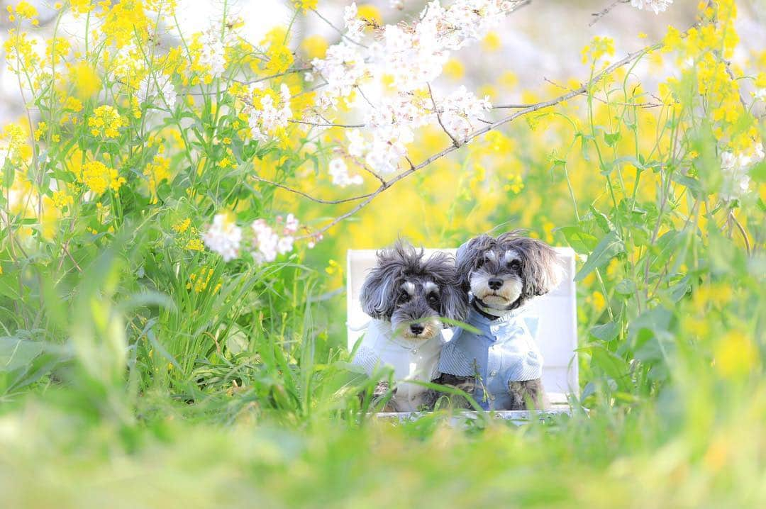 中野区在住のミニシュナのInstagramさんのインスタグラム写真 - (中野区在住のミニシュナのInstagramInstagram)「♪ おはようございます*･゜ﾟ･* さくら満開ですねー🌸 マーブルとイヴも昨日今日は、お花見楽しんでます😊 igでいろんな地方の桜を見るのも楽しい♬  皆様も素敵な週末をお過ごしくださいませ♪( ´▽｀) ♪ #しゅなら部 #ミニチュアシュナウザー #はなまっぷ2019  #シュナウザー #miniatureschnauzer #schnauzer #schnauzerofinstagram #schnauzer_lovers  #schnauzer_planet  #schnauzer_of_instagram  #schnauzer_feature  #inulog #east_dog_japan #all_dog_japan  #todayswanko  #inutokyo  #dogsta #sakura  #qpetいぬ部 #イヌトミィ #insta_dog #this_is_mylifeな1枚  #bokehphotography #桜2019  #花と犬  #さくら堤公園  #吉見町」4月7日 7時08分 - marble_eve