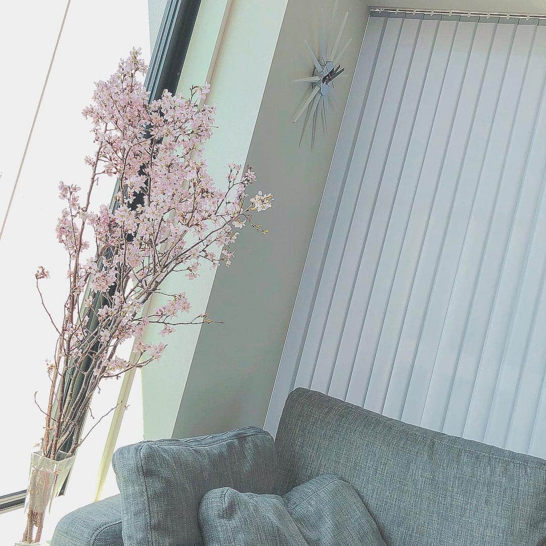 菊地亜美さんのインスタグラム写真 - (菊地亜美Instagram)「・ おはようございます🌞 早朝から新幹線に乗って愛知県へ🚅 ボートレース常滑でトークショーさせて頂きます☺︎❤︎ ・ 今の時期完全に桜の虜になり、やっぱり桜が綺麗で可愛くて今しかないものだからお家にも飾っちゃった🌸🌸🌸 お家が明るくなるし気分も良くなるし良いね☺︎✴︎ うっとり🤤🌿 ・ 今日も頑張りましょうー❤︎」4月7日 7時09分 - amikikuchi0905