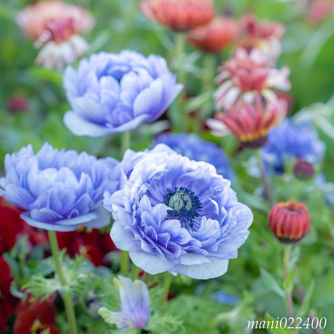 mani022400のグルメインスタ