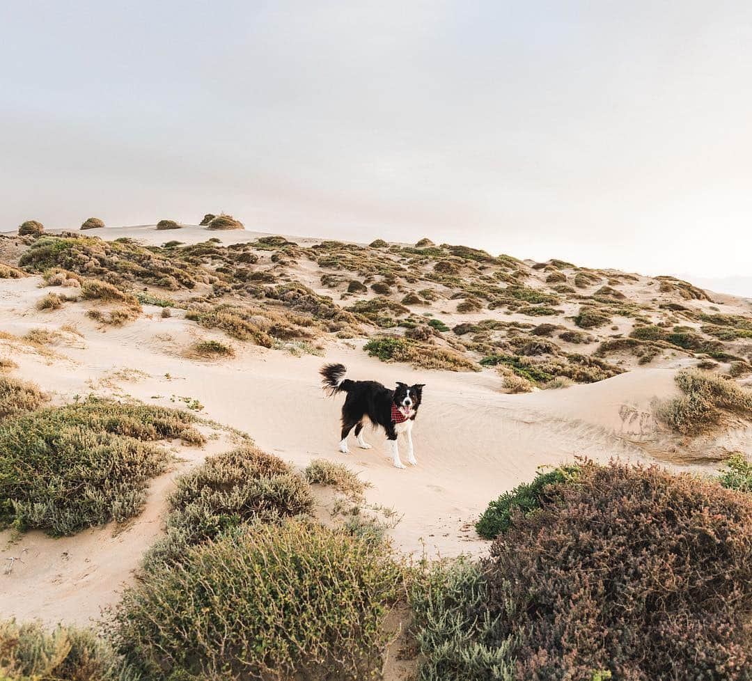 Andrew Knappさんのインスタグラム写真 - (Andrew KnappInstagram)「Dog in the dunes. 🏝」4月7日 7時40分 - andrewknapp