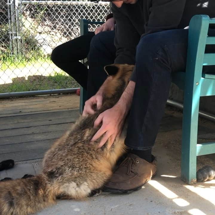 のインスタグラム：「Massages with foxes!! #spa day for #viktor!! . #mani #pedi up next 💅 . Viktor, our #russiandomesticatedfox #ambassador is such a #ham! He goes from person to person to get his #massage  #sharing - anyone who has done for an Encounter- please share your Viktor story!!! . #foxencounter #animalencounter #animalvideo #funnyfox #foxesofinstagram #ilovefoxes #lovefoxes #foxy #russian #redfox #photography #video #animals」