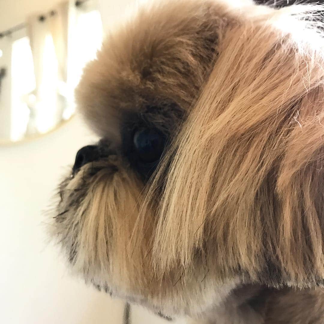 Dogs by Ginaのインスタグラム：「Profile 🖤」