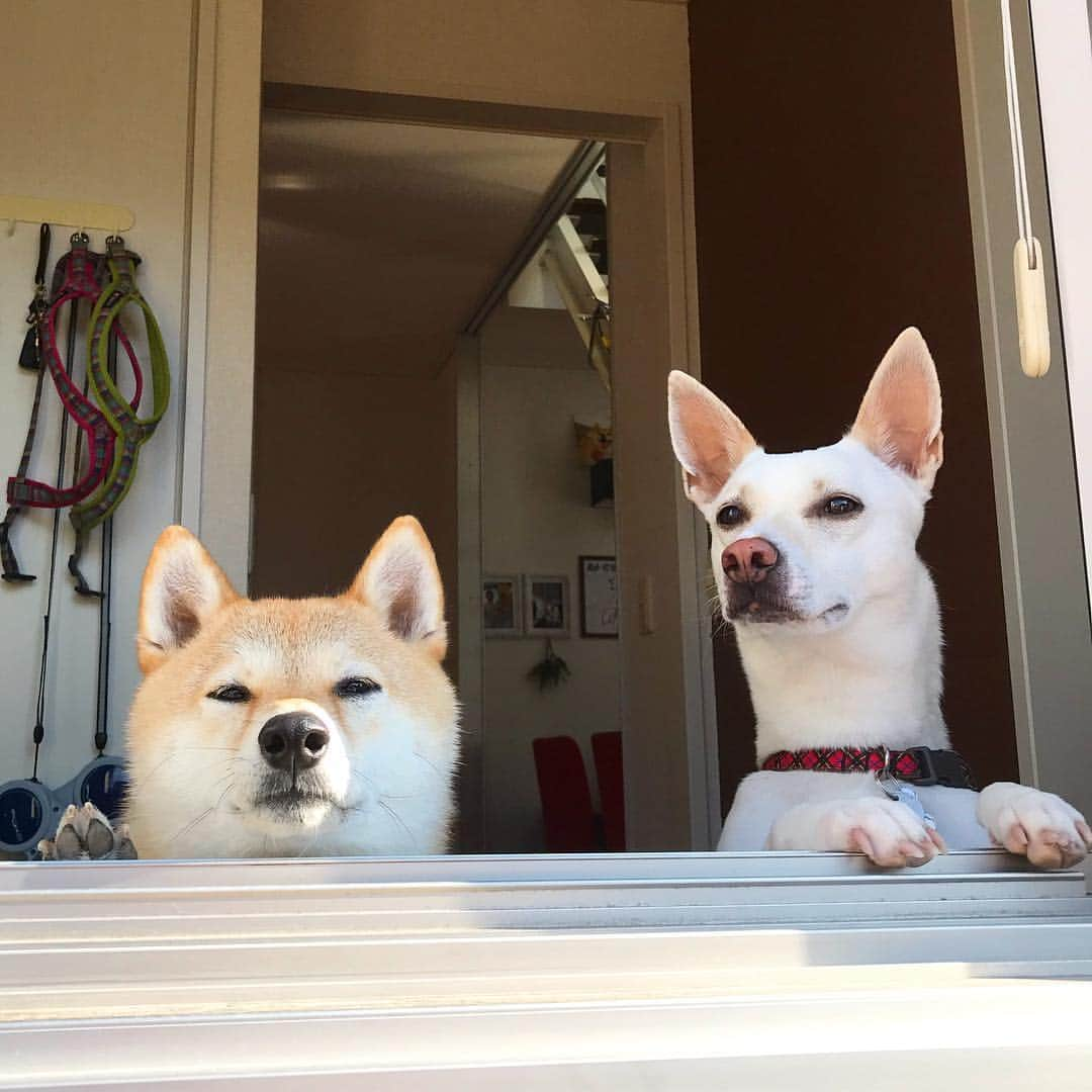 柴犬ハル&保護犬すずのインスタグラム