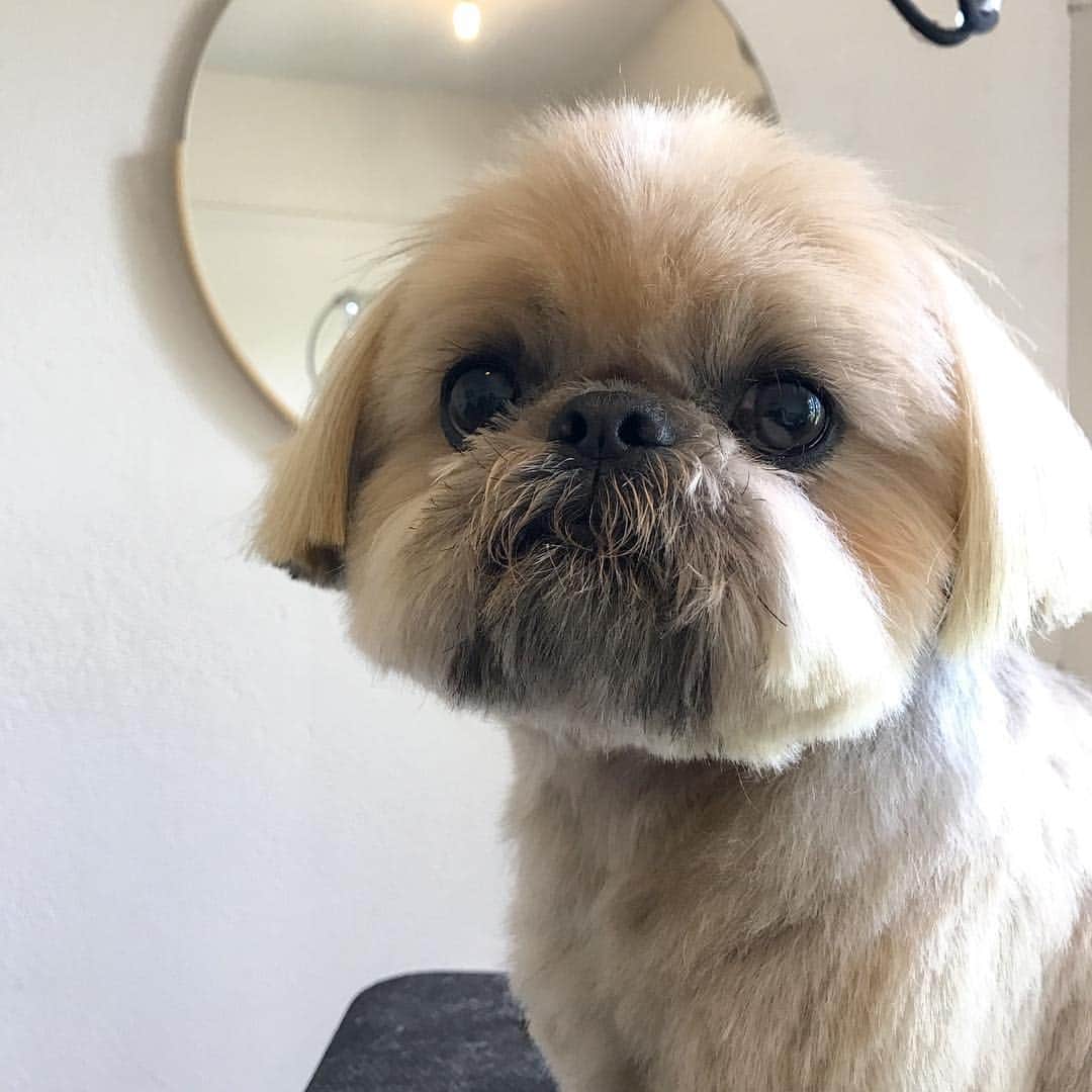 Dogs by Ginaのインスタグラム：「DAILY DOUGIE 🖤 . . . #shihtzu #shihtzusofinstagram #napavalley #dogsofnapa #dogsofnapavalley #dogsofnapawineries #dailydougie #doggrooming」