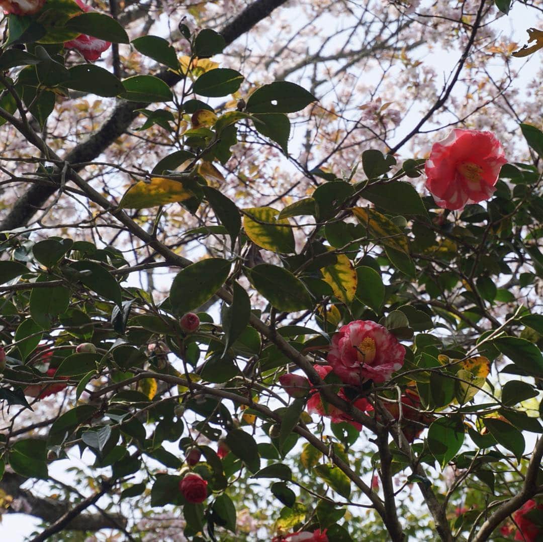 増山敬子さんのインスタグラム写真 - (増山敬子Instagram)「ちょうど去年の今頃は京都に仕事で行っていて、その時の椿の花の写真♡ * 谷の御所 霊鑑寺門跡さんの "日光椿" * 京都市指定天然記念物で、 江戸時代宮様が植えられれ、樹齢350年以上なんだって😳 落ちた椿も美しくて、ただただうっとり☺️ お茶菓子のおもてなしも可愛くて嬉しかったなぁ〜🥰 * @reikanjimonzeki * * #椿#tsubaki#京都#春の特別拝観#kyoto#flowers #花 #kyotojapan#霊鑑寺#谷の御所#椿寺#花のある生活#instagood#」4月7日 8時39分 - keikomasuyama