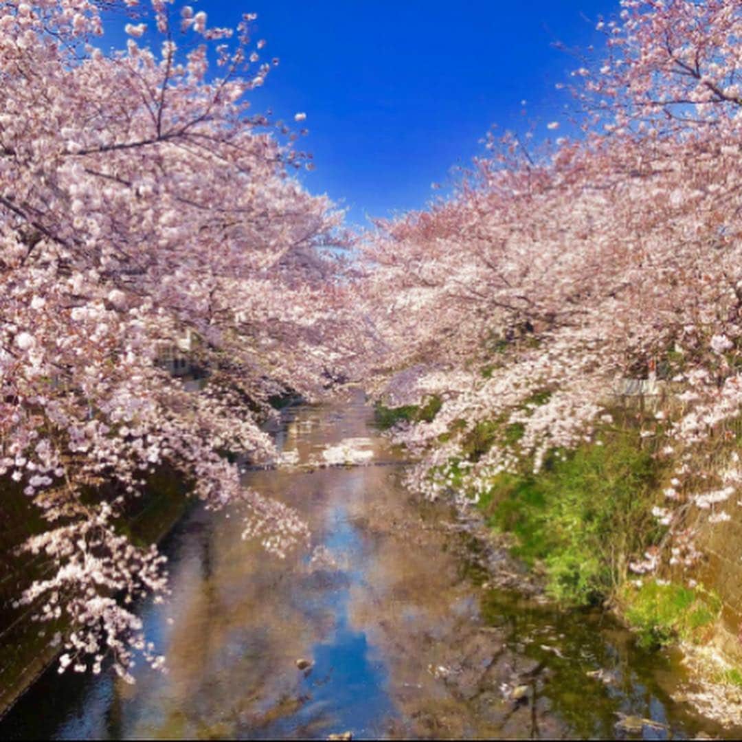 上田倫子のインスタグラム：「旦那さんが子供と弁当持って近所にウオーキングしつつ桜を見てきたそうです。」