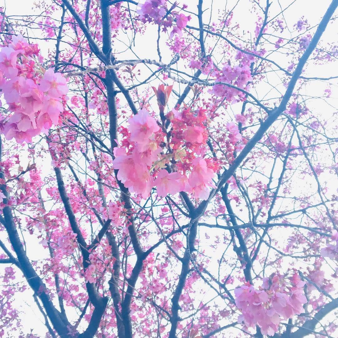 菜那くららさんのインスタグラム写真 - (菜那くららInstagram)「＊﻿ 春爛漫🌸﻿ ﻿ 桜にチューリップ🌷色鮮やかな花々✨﻿ ﻿ 街の色んな所で桜を見かけ、春を感じ﻿ ﻿ あぁ〜綺麗だな…✨﻿ ﻿ 見る度に心が癒されます☺️✨💓﻿ 今日も素敵な1日を…🍀 ﻿ #春 #桜 #チューリップ #お花見 #春爛漫 #花﻿ #枝垂れ桜 #東京タワー﻿ ﻿」4月7日 8時47分 - nana_kurara